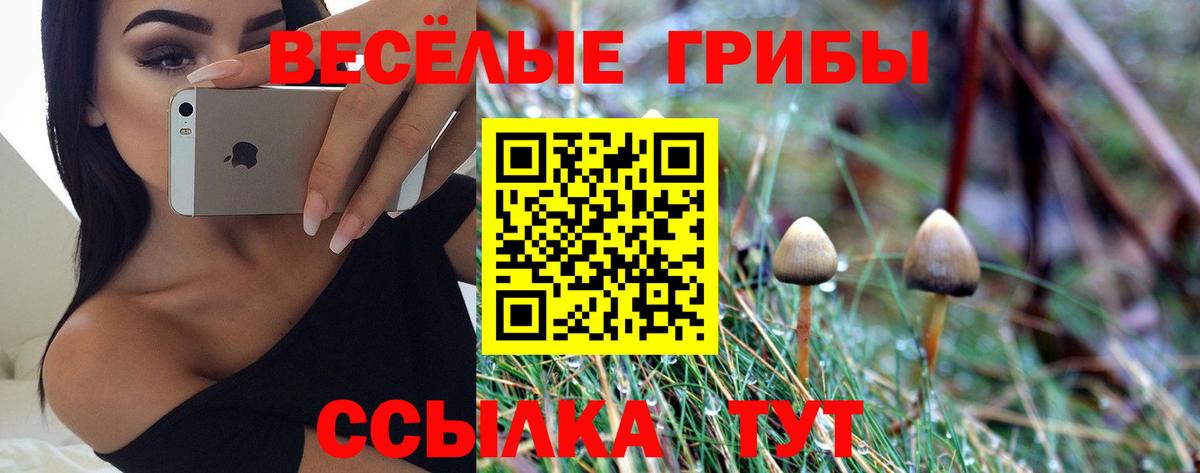 Псилоцибиновые грибы Psilocybe Чернушка